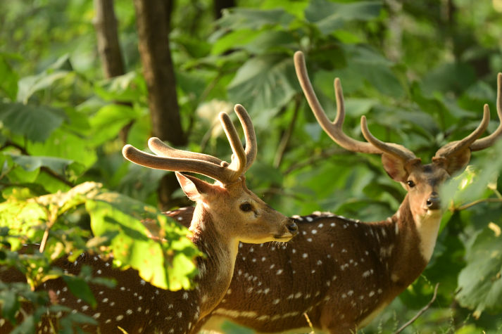 Morning Safari Highlights