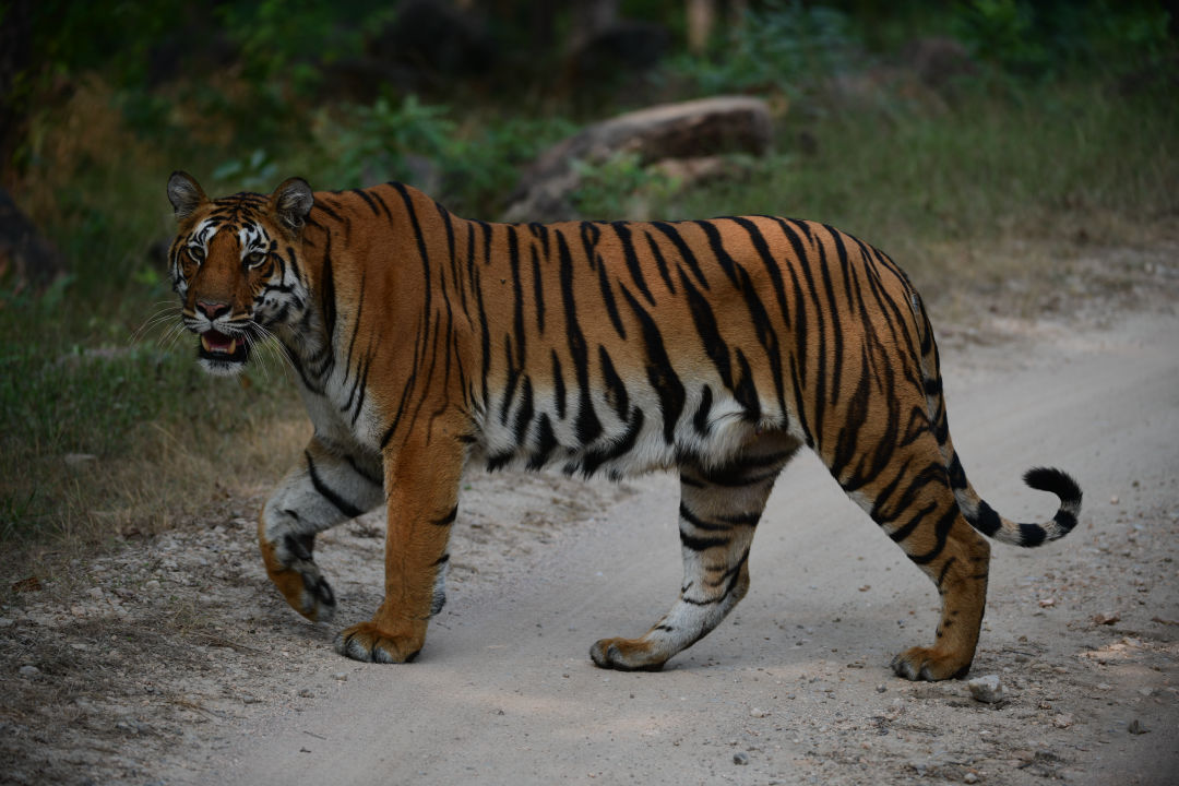 luxury Tiger Safaris